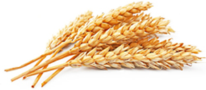 Spighe di grano